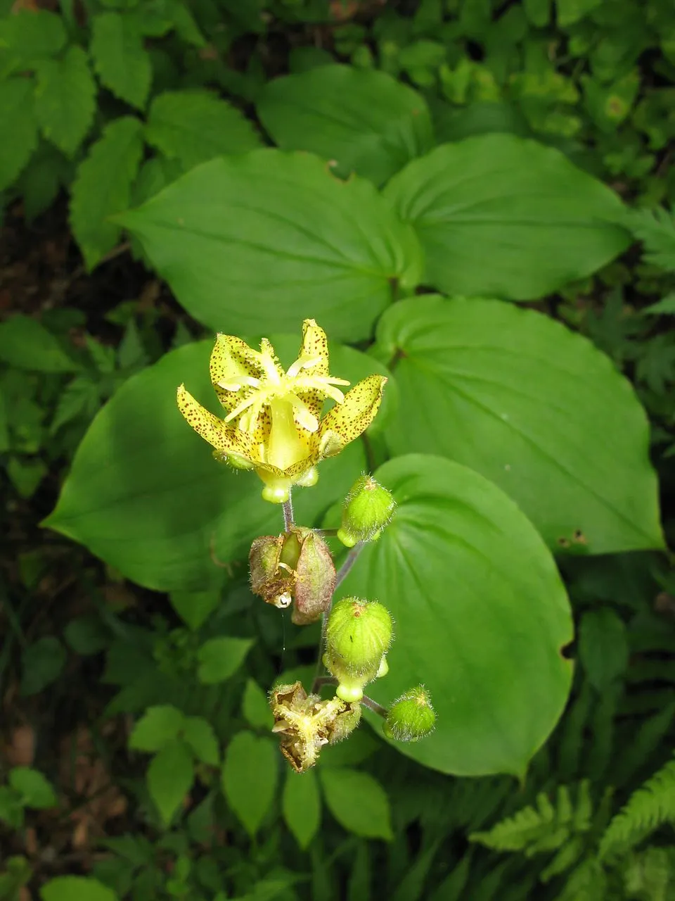 Púpliliom / Tricyrtis latifolia