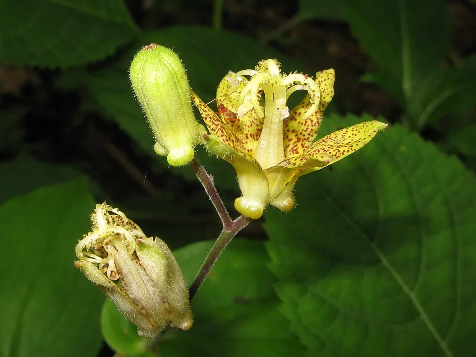 Púpliliom / Tricyrtis latifolia