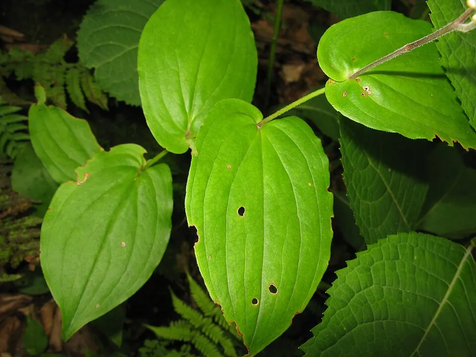 Púpliliom / Tricyrtis latifolia