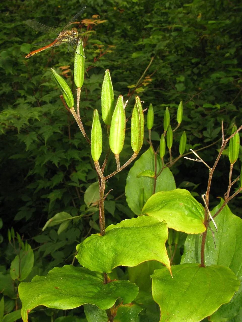 Púpliliom / Tricyrtis latifolia