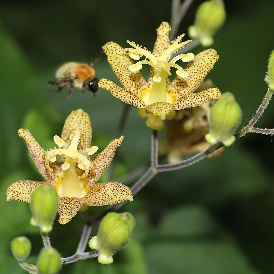 Púpliliom / Tricyrtis latifolia