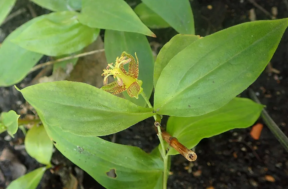 Púpliliom / Tricyrtis latifolia