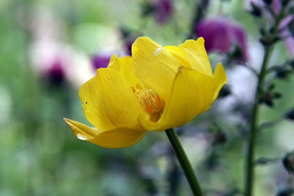 Kerti zergeboglár / Trollius × cultorum 'Lemon Queen'