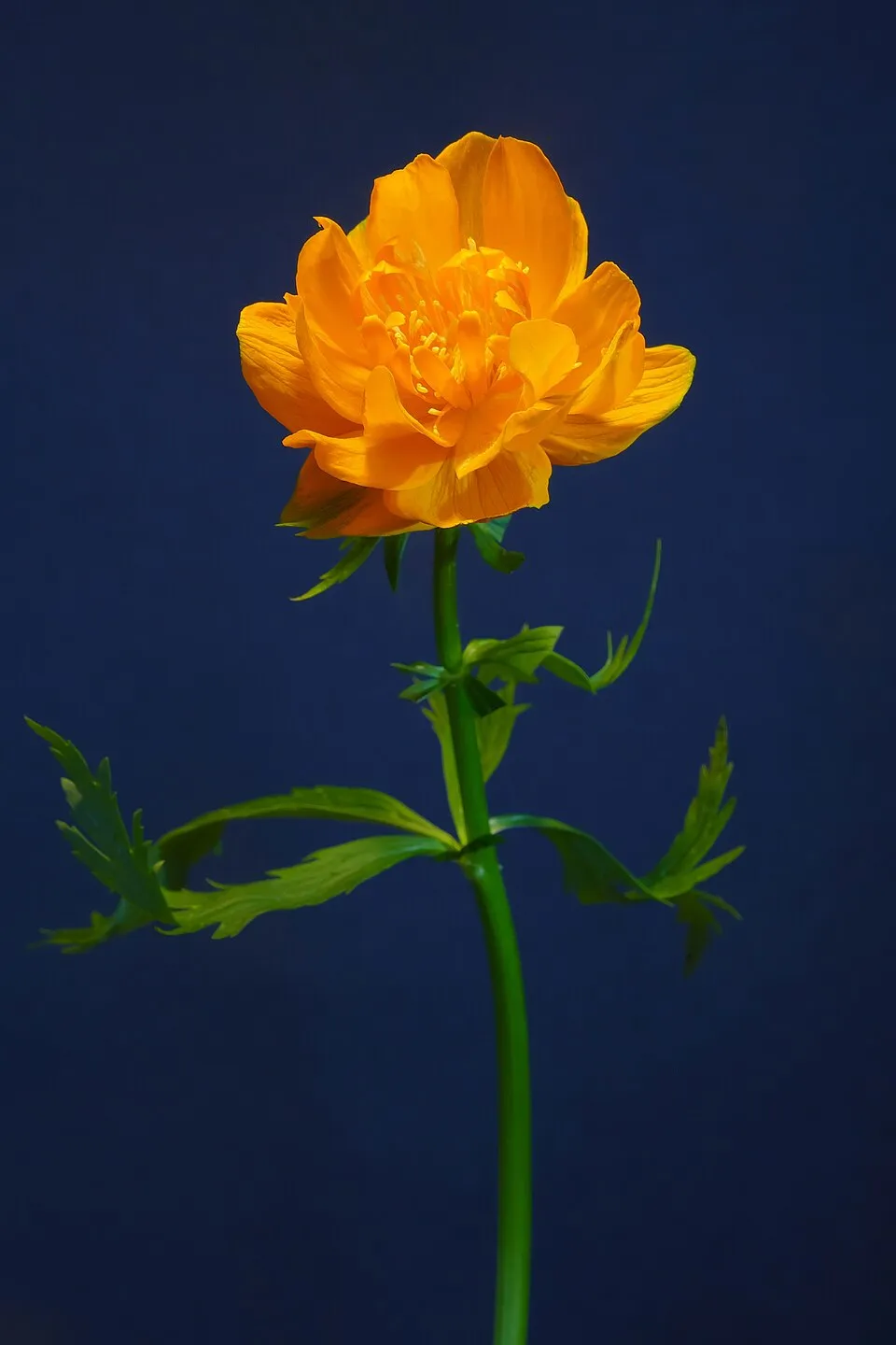 Kerti zergeboglár / Trollius × cultorum 'New Moon'