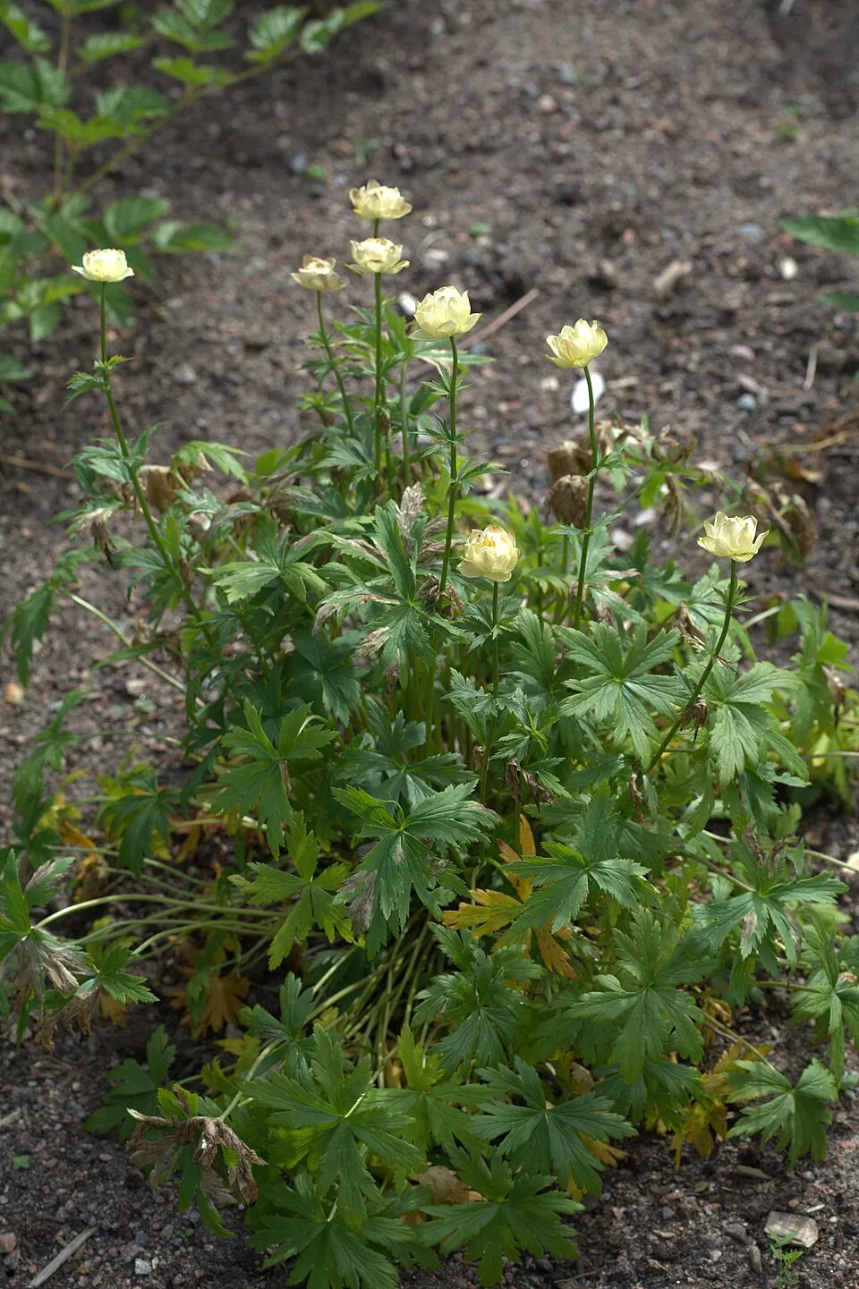 Kerti zergeboglár / Trollius × cultorum 'New Moon'