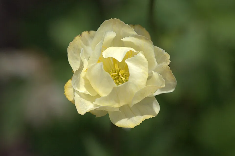Kerti zergeboglár / Trollius × cultorum 'New Moon'