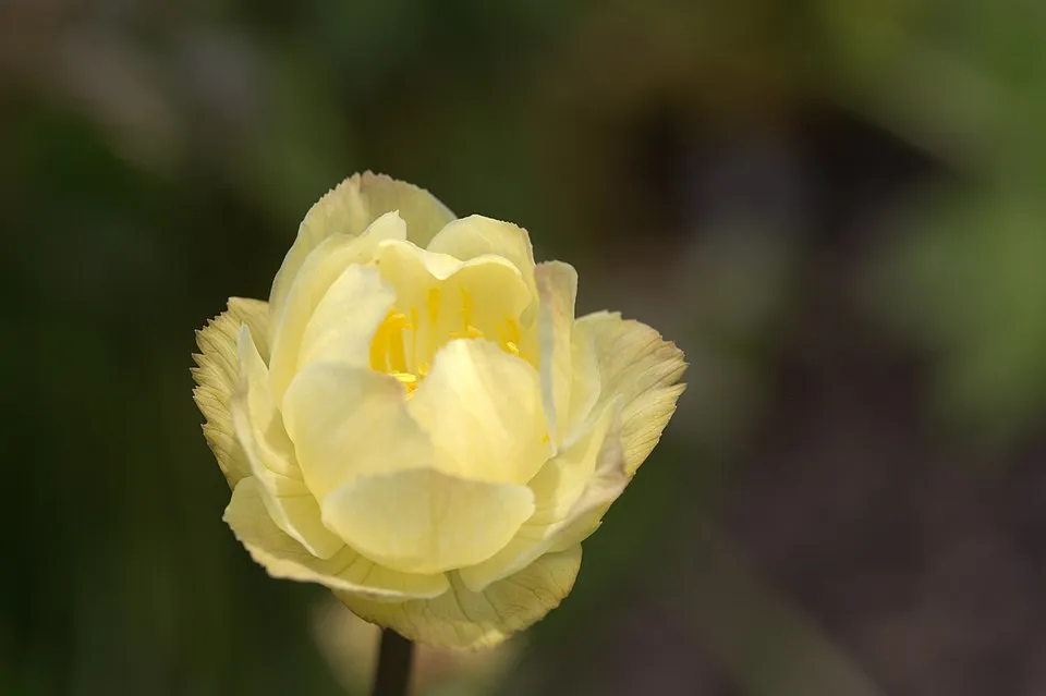 Kerti zergeboglár / Trollius × cultorum 'New Moon'