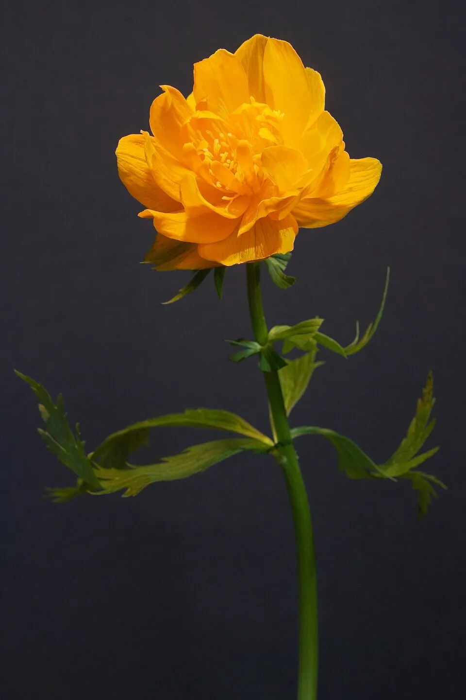 Kerti zergeboglár / Trollius × cultorum 'New Moon'