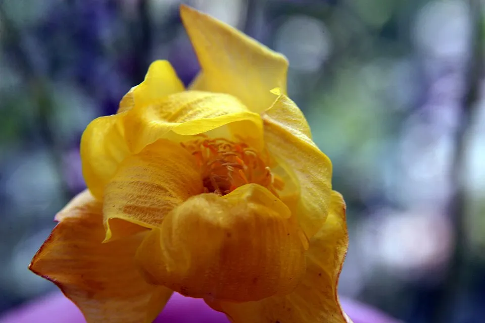 Kerti zergeboglár / Trollius × cultorum 'New Moon'