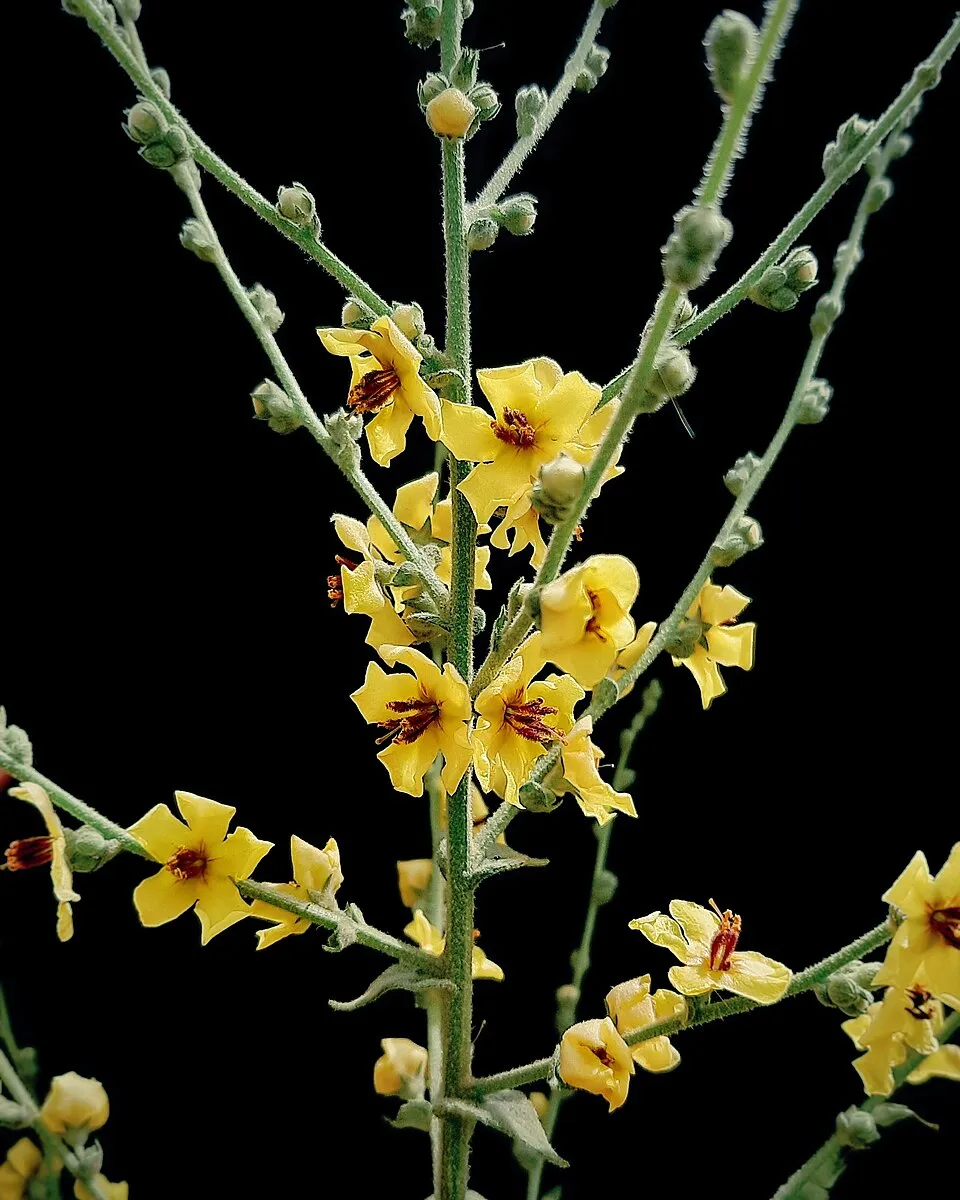 Ökörfarkkóró / Verbascum 'Cotswold Queen'