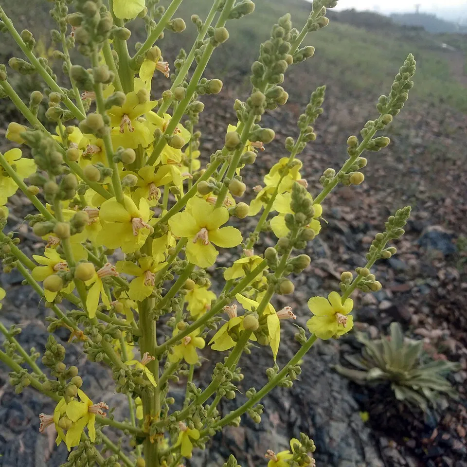 Ökörfarkkóró / Verbascum 'Cotswold Queen'