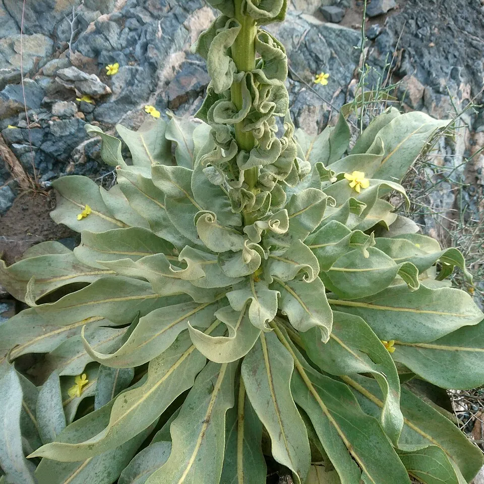 Ökörfarkkóró / Verbascum 'Cotswold Queen'