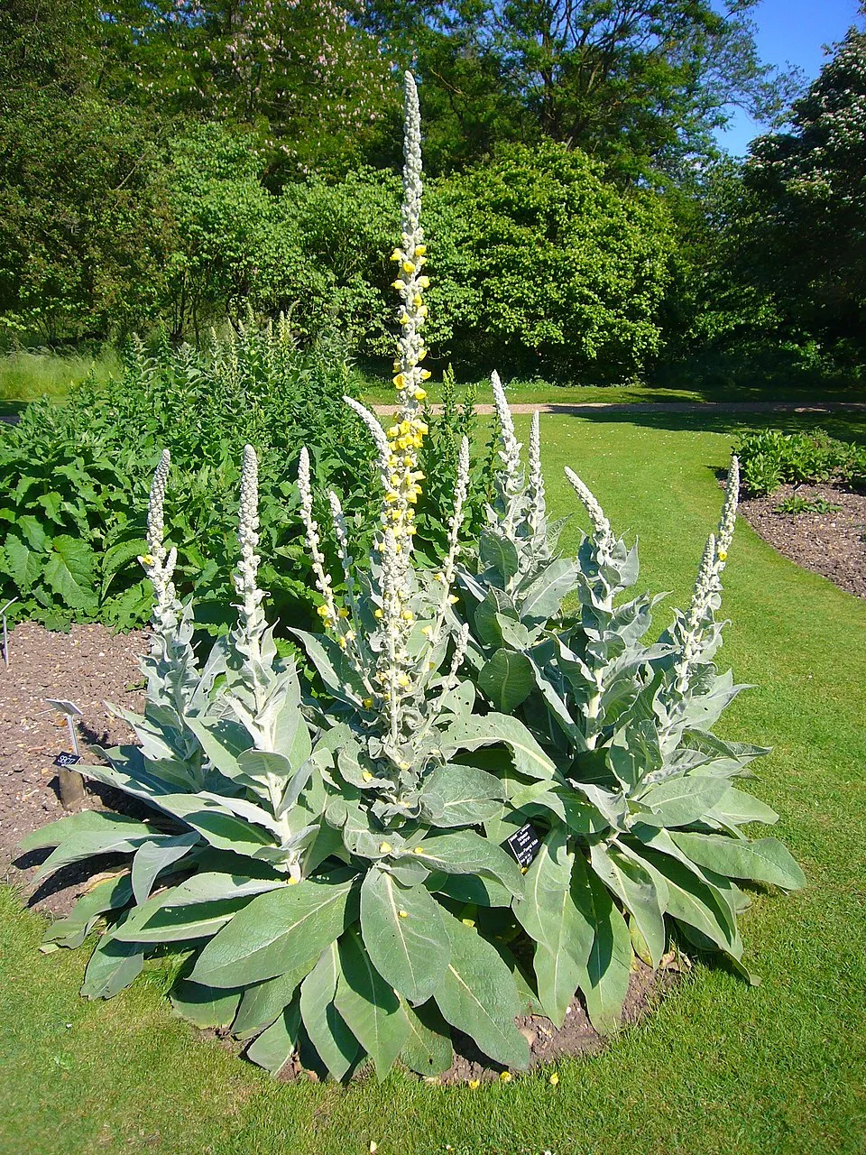 Ökörfarkkóró / Verbascum 'Cotswold Queen'
