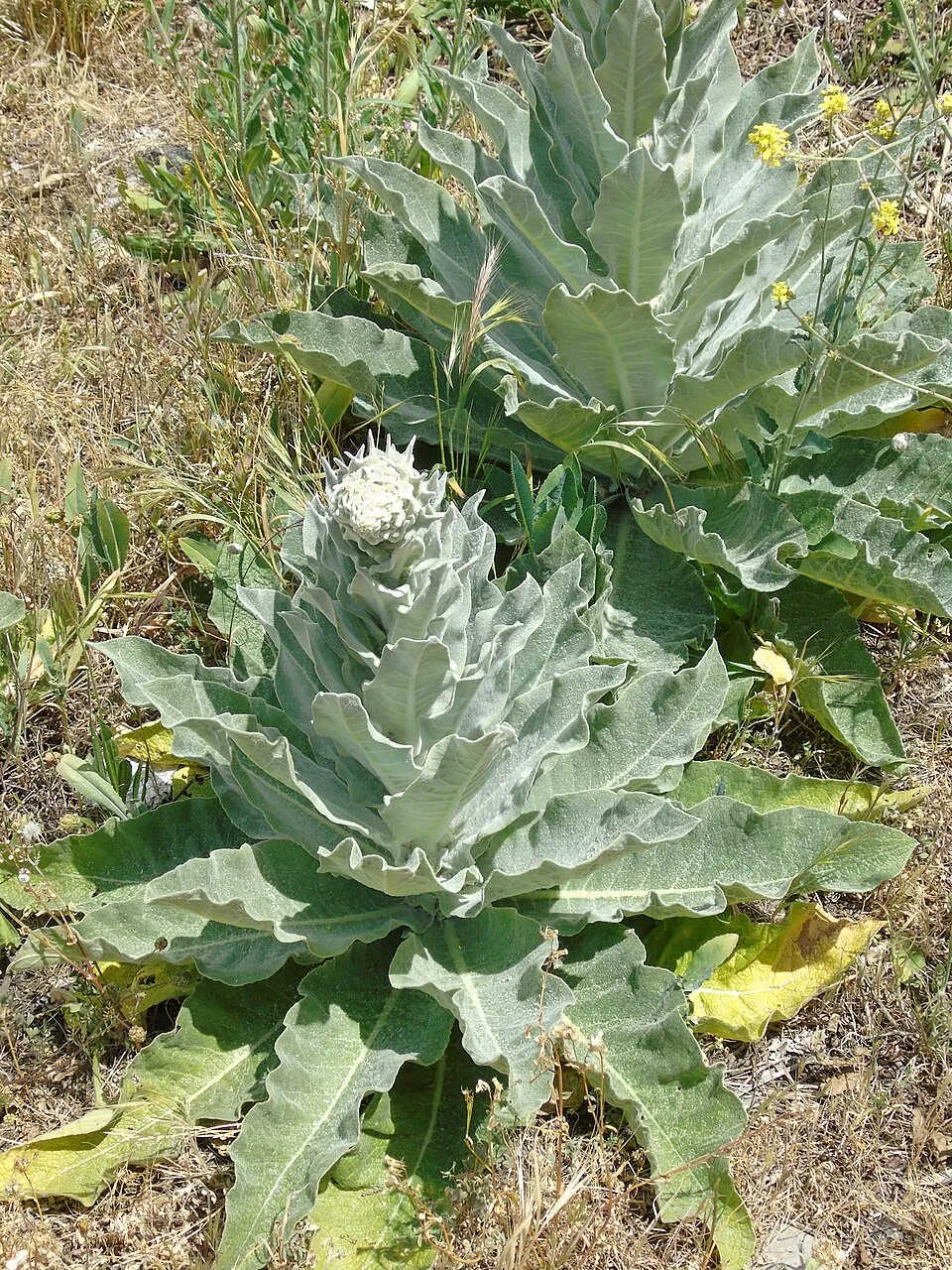 Ökörfarkkóró / Verbascum 'Cotswold Queen'