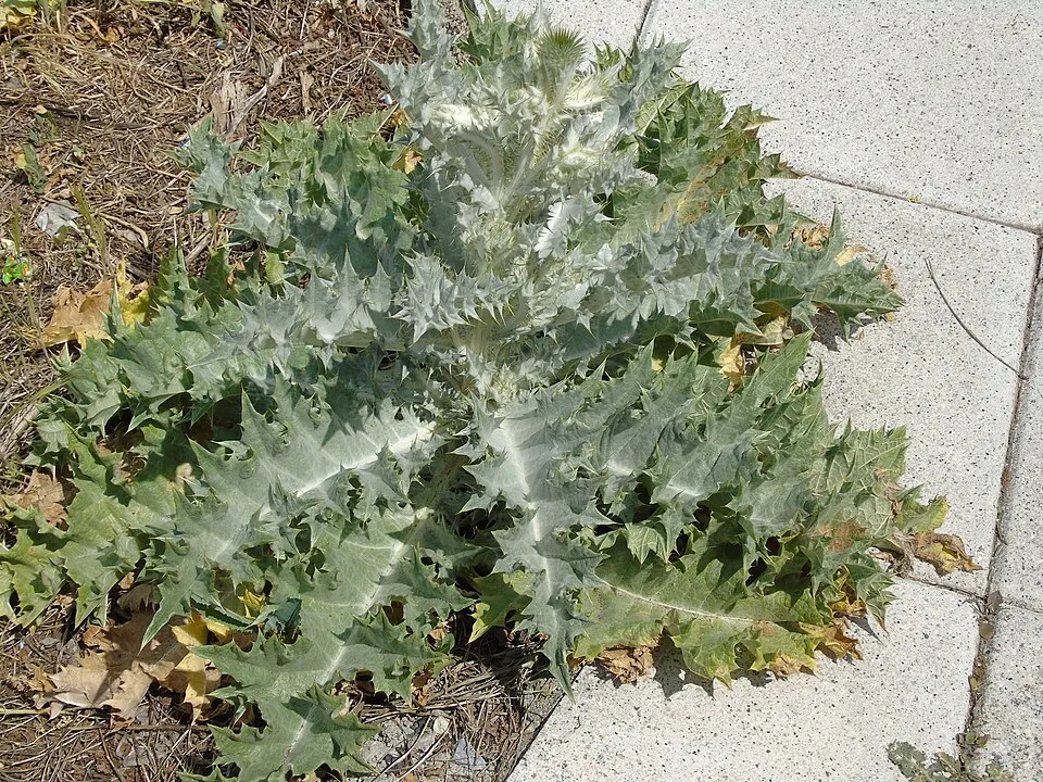 Ökörfarkkóró / Verbascum 'Cotswold Queen'