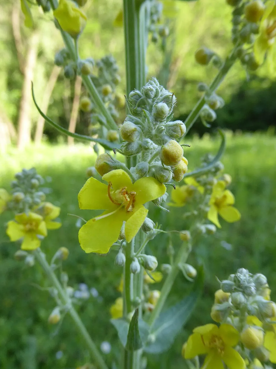 Ökörfarkkóró / Verbascum 'Cotswold Queen'