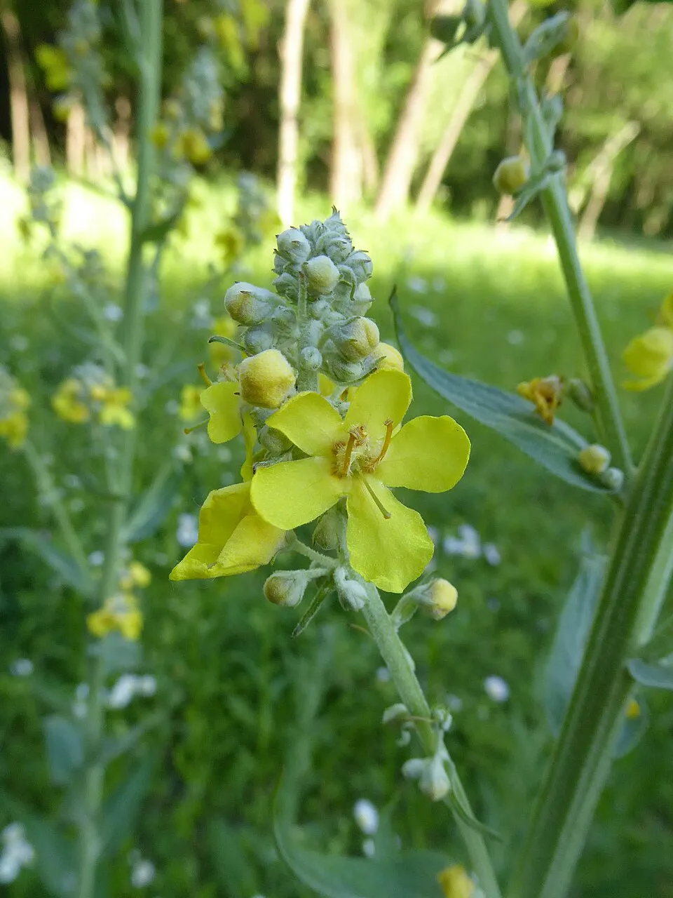 Ökörfarkkóró / Verbascum 'Cotswold Queen'