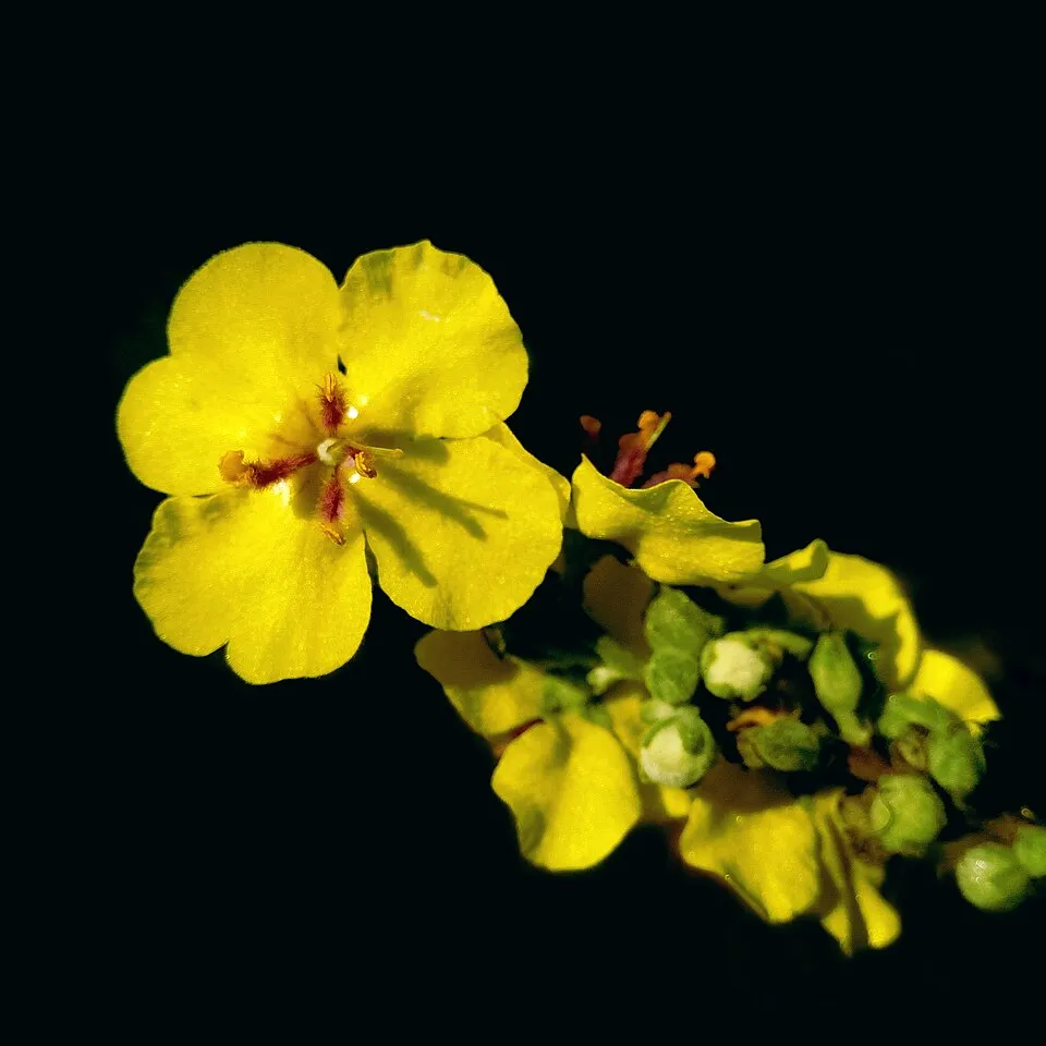 Ökörfarkkóró / Verbascum 'Cotswold Queen'