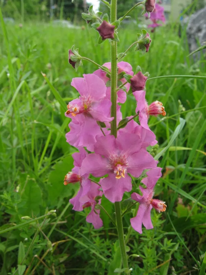 Ökörfarkkóró / Verbascum 'Pink Domino'
