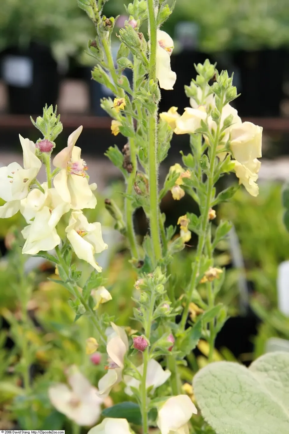Ökörfarkkóró / Verbascum 'Pink Domino'