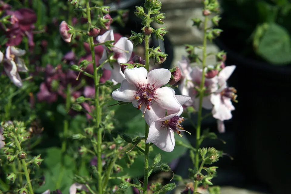 Ökörfarkkóró / Verbascum 'Pink Domino'