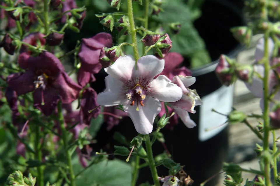 Ökörfarkkóró / Verbascum 'Pink Domino'
