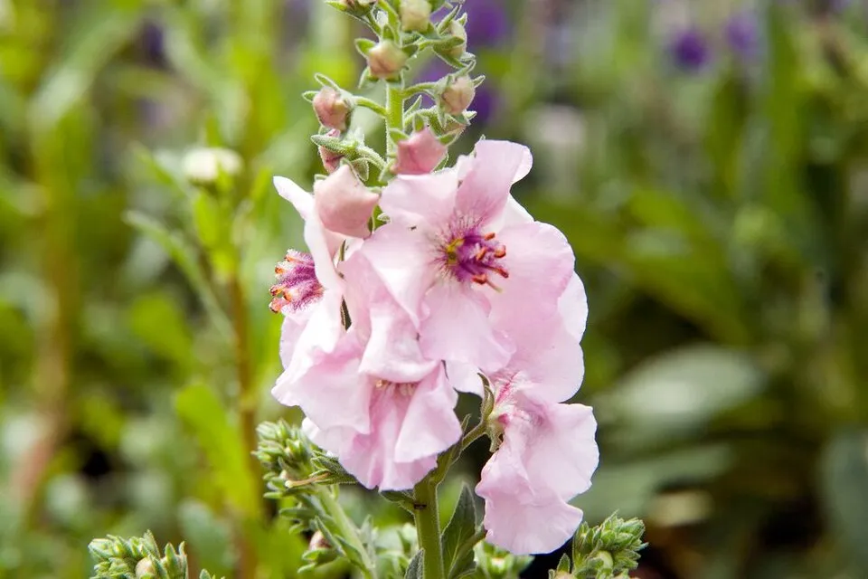 Ökörfarkkóró / Verbascum 'Pink Domino'