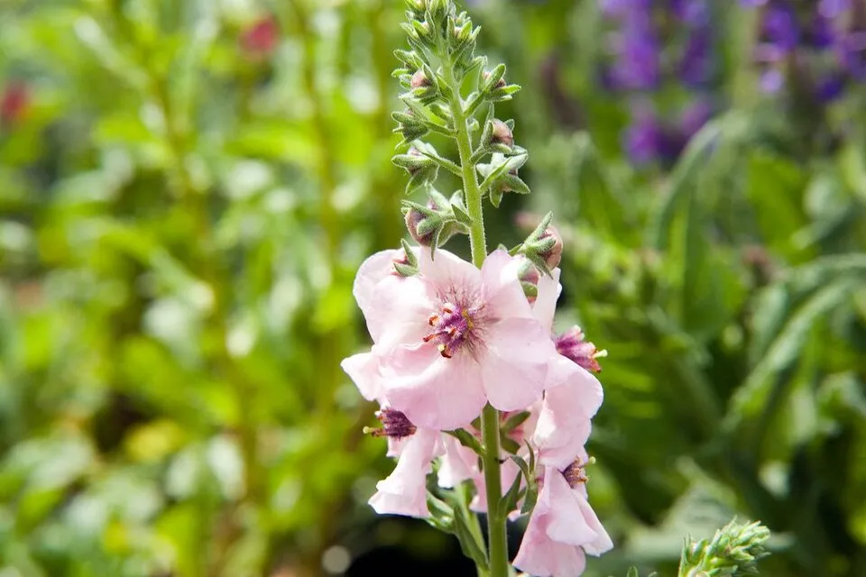 Ökörfarkkóró / Verbascum 'Pink Domino'