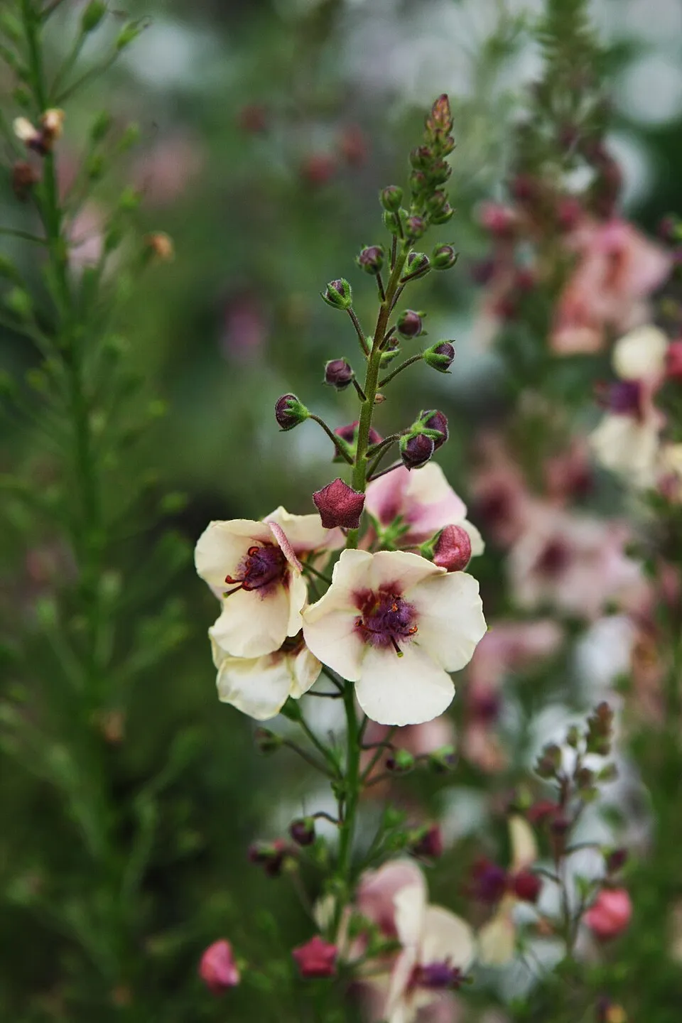 Ökörfarkkóró / Verbascum 'Pink Domino'