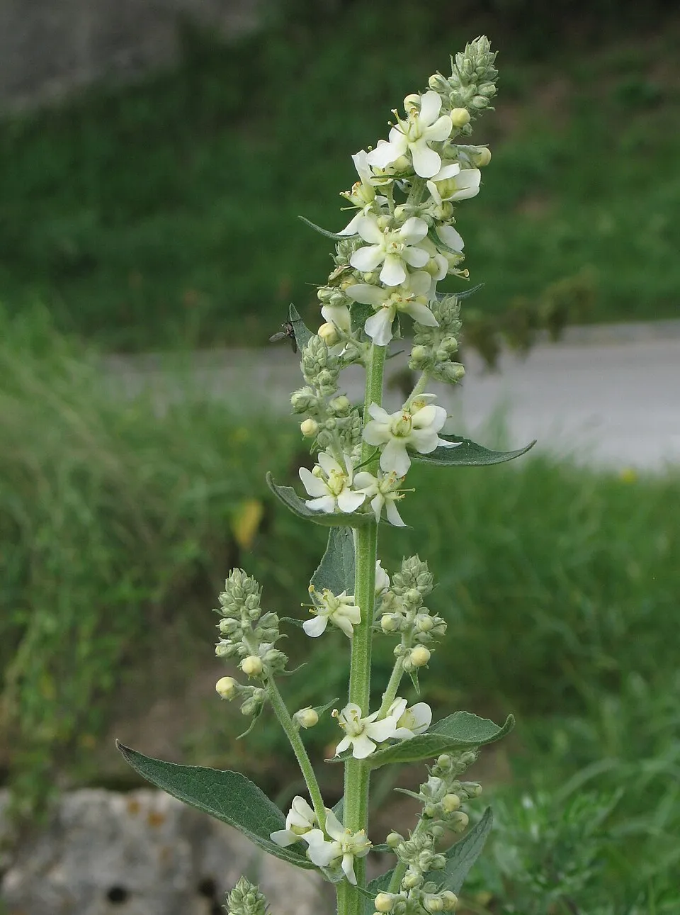 Ökörfarkkóró / Verbascum 'White Domino'