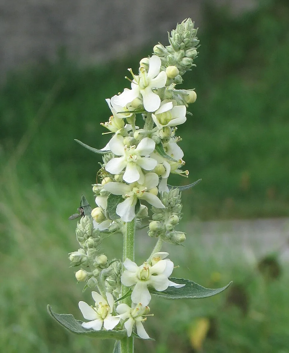 Ökörfarkkóró / Verbascum 'White Domino'