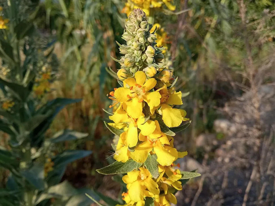 Ökörfarkkóró / Verbascum 'White Domino'