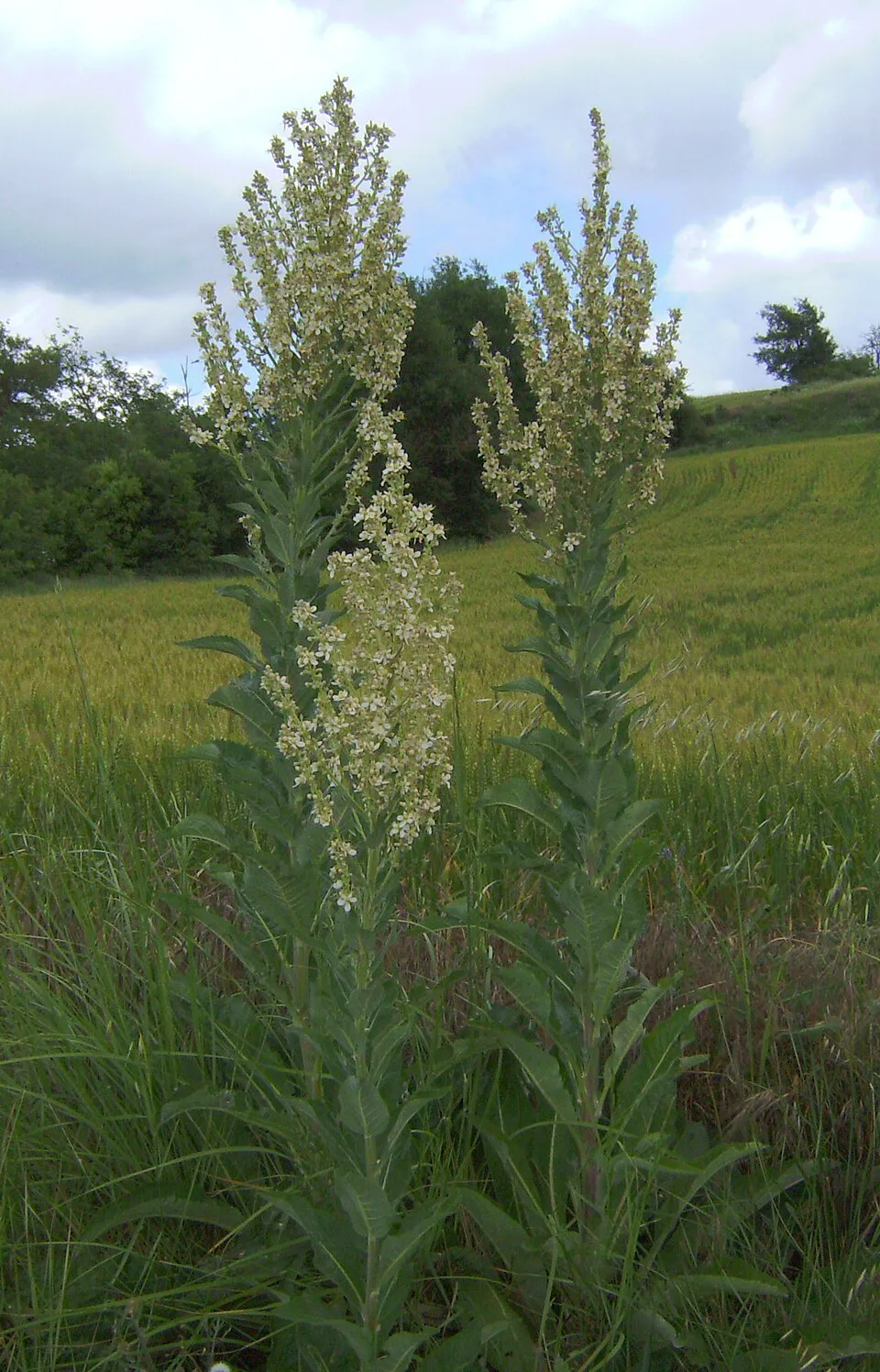 Ökörfarkkóró / Verbascum 'White Domino'