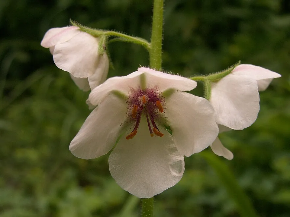 Ökörfarkkóró / Verbascum 'White Domino'