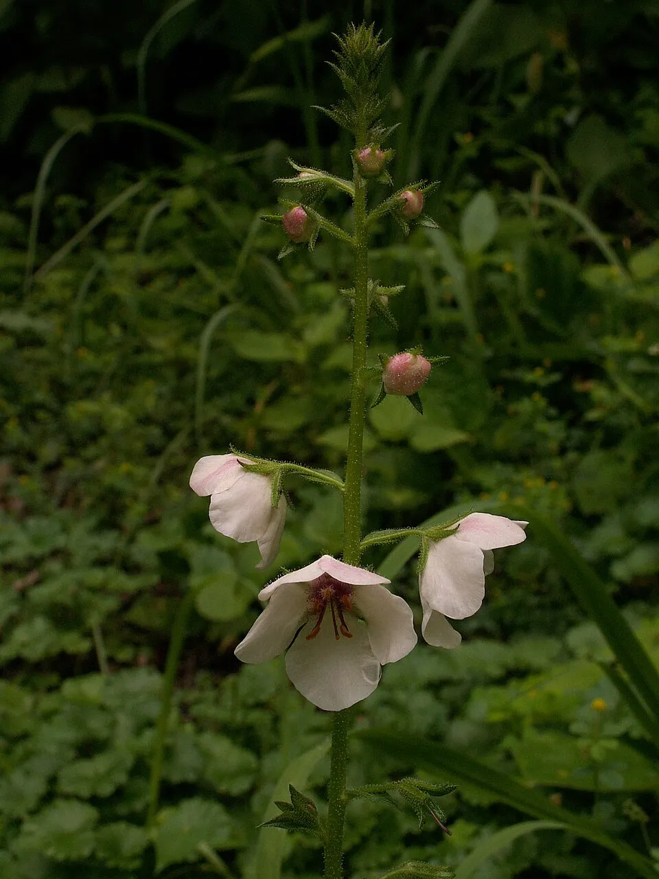 Ökörfarkkóró / Verbascum 'White Domino'