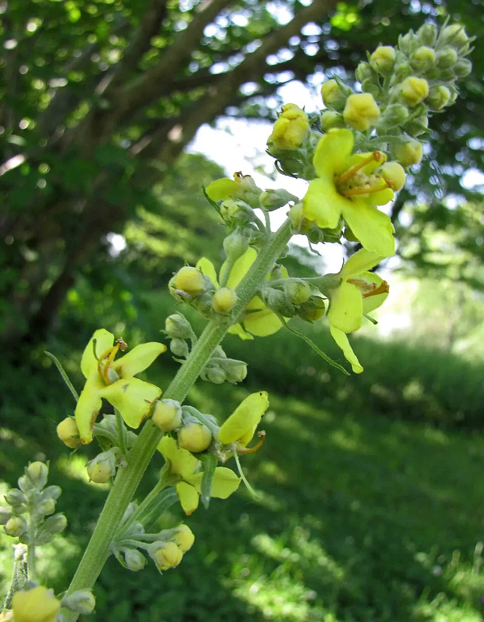 Ökörfarkkóró / Verbascum 'White Domino'