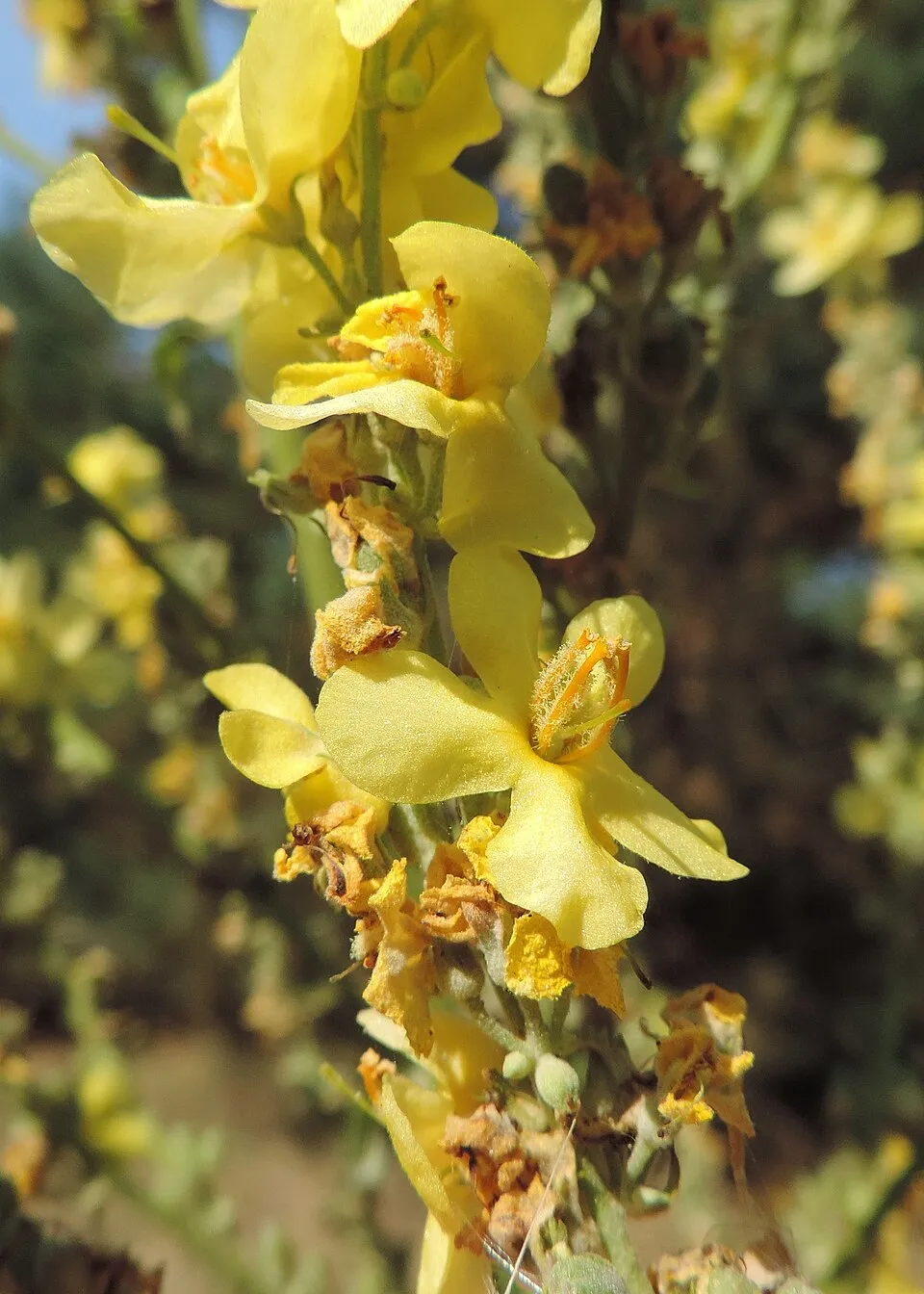 Ökörfarkkóró / Verbascum 'White Domino'