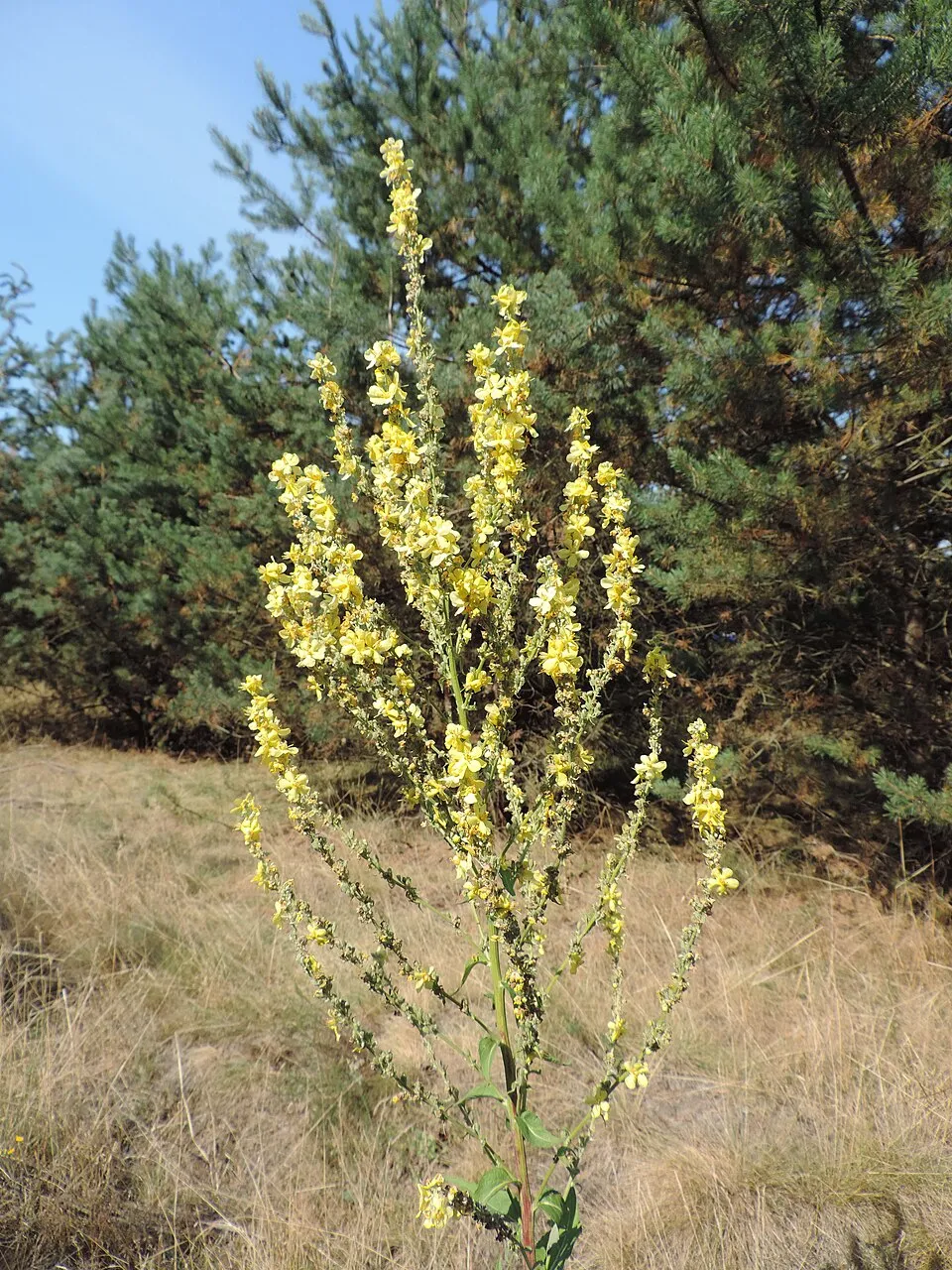 Ökörfarkkóró / Verbascum 'White Domino'
