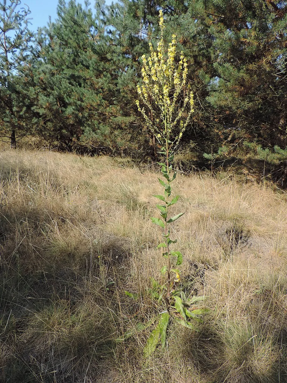 Ökörfarkkóró / Verbascum 'White Domino'