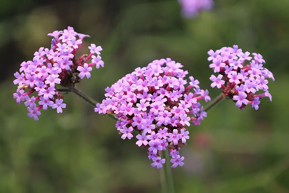 Óriás vasfű / Verbena bonariensis 'Vanity'