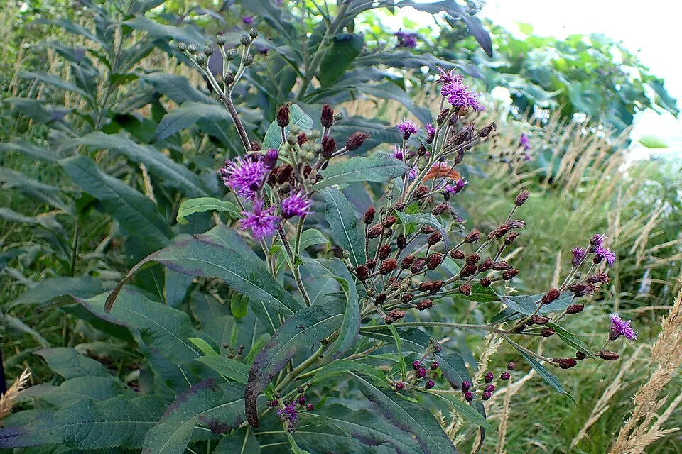 Óriás Vernon-virág / Vernonia noveboracensis 'White Lightning'