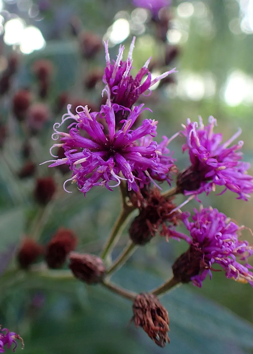 Óriás Vernon-virág / Vernonia noveboracensis 'White Lightning'