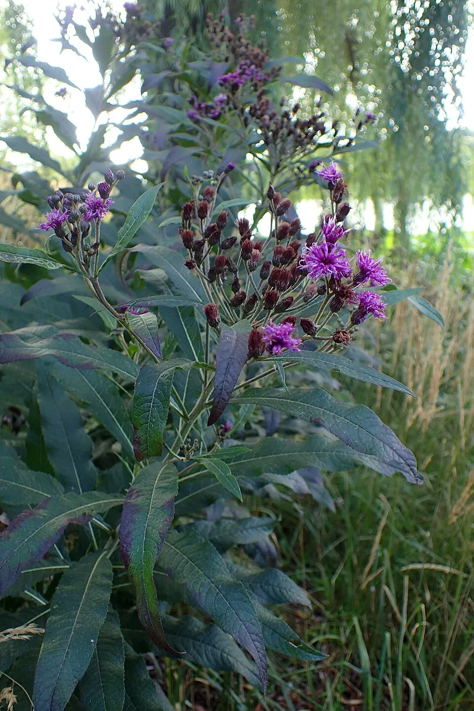 Óriás Vernon-virág / Vernonia noveboracensis 'White Lightning'