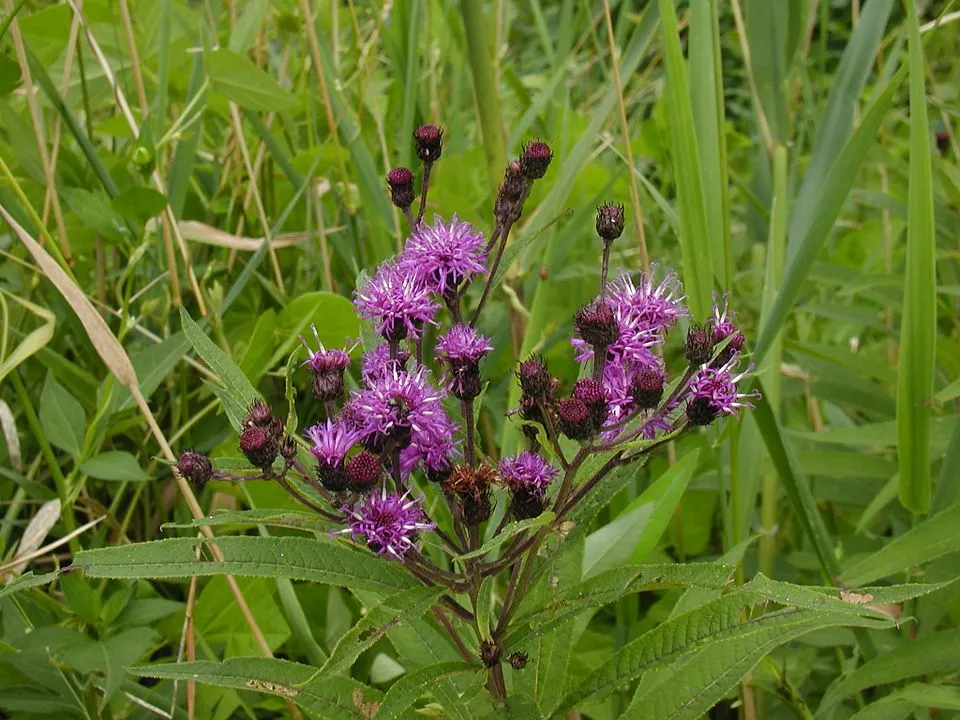 Óriás Vernon-virág / Vernonia noveboracensis 'White Lightning'