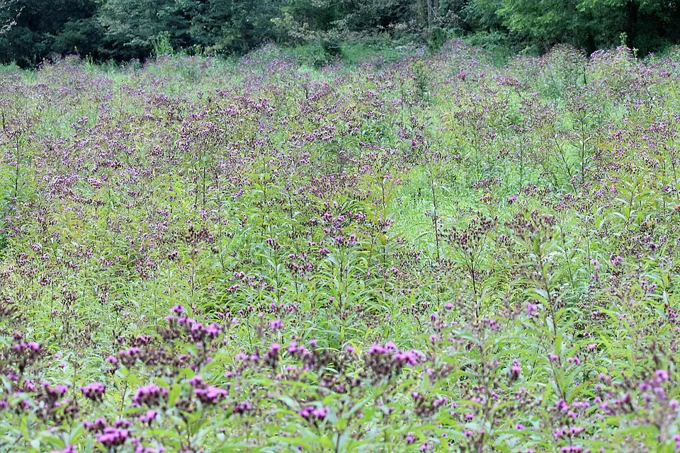 Óriás Vernon-virág / Vernonia noveboracensis 'White Lightning'