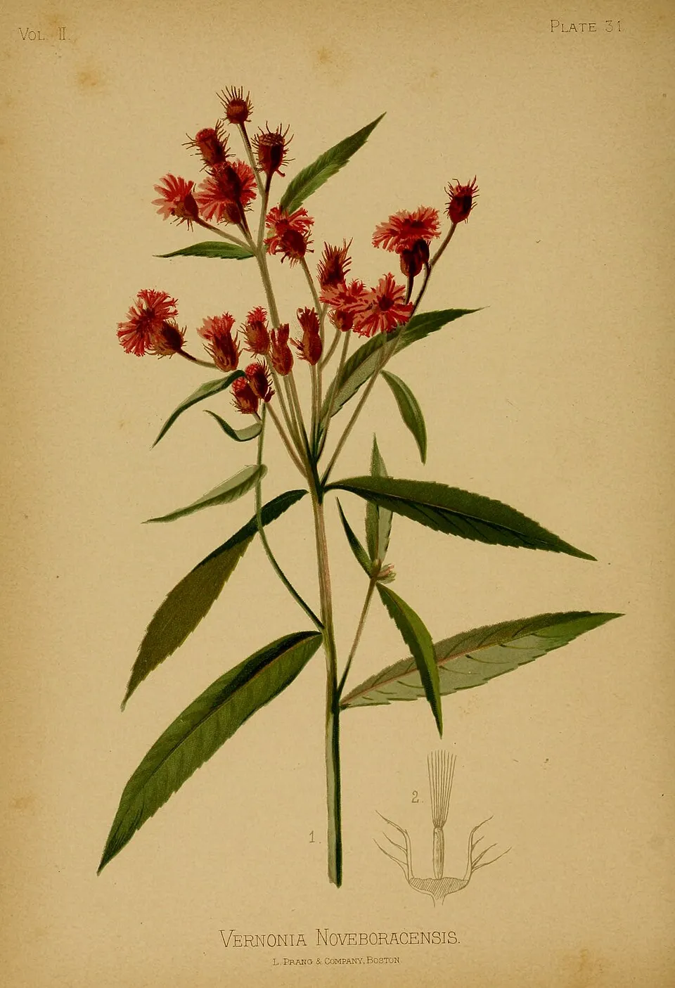 Óriás Vernon-virág / Vernonia noveboracensis 'White Lightning'