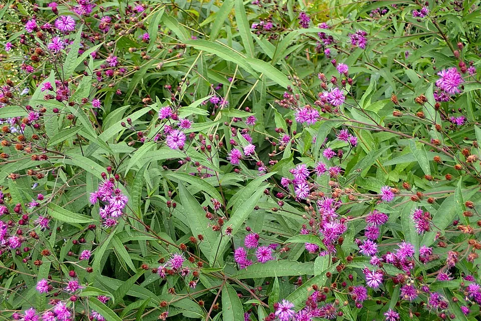 Óriás Vernon-virág / Vernonia noveboracensis 'White Lightning'
