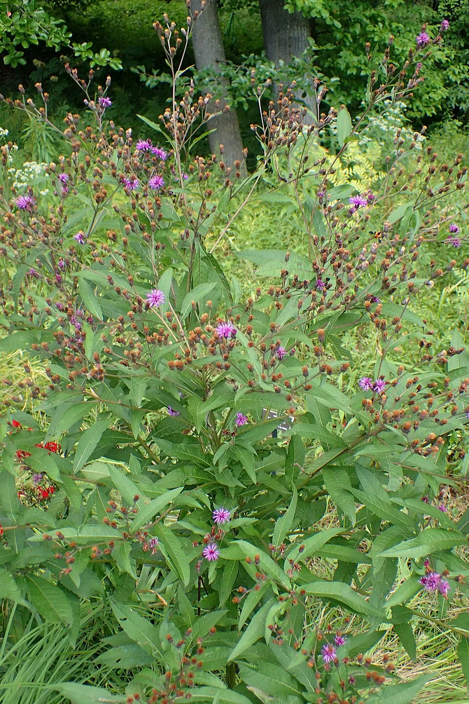 Óriás Vernon-virág / Vernonia noveboracensis 'White Lightning'