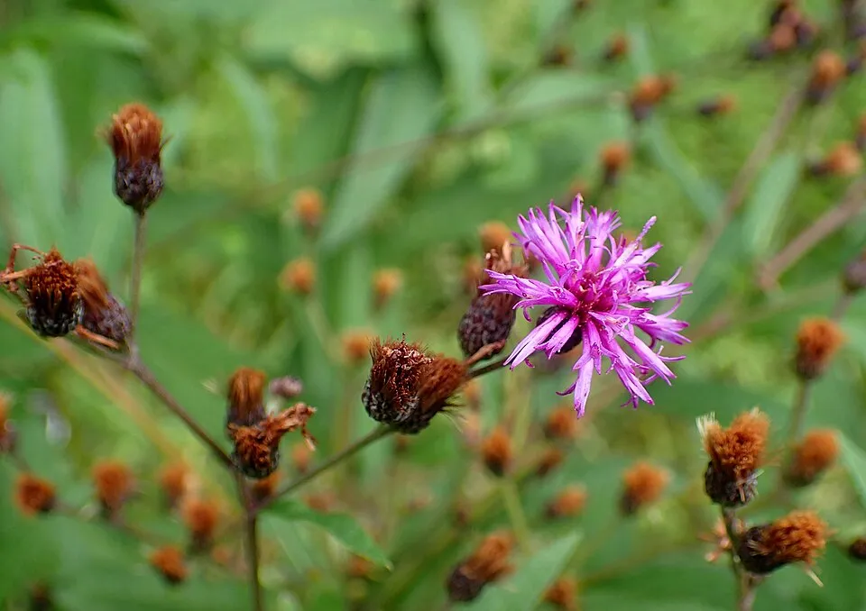 Óriás Vernon-virág / Vernonia noveboracensis 'White Lightning'