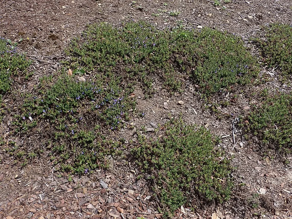 Veronika / Veronica 'Tidal Pool'